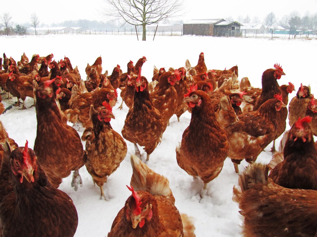 Vrije uitloopkippen in de sneeuw bij De Vrije Kip van Chris van Erp in Berghem. Copyright Chris van Erp